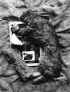 Rabbit Joseph Beuys.jpg (33695 bytes)